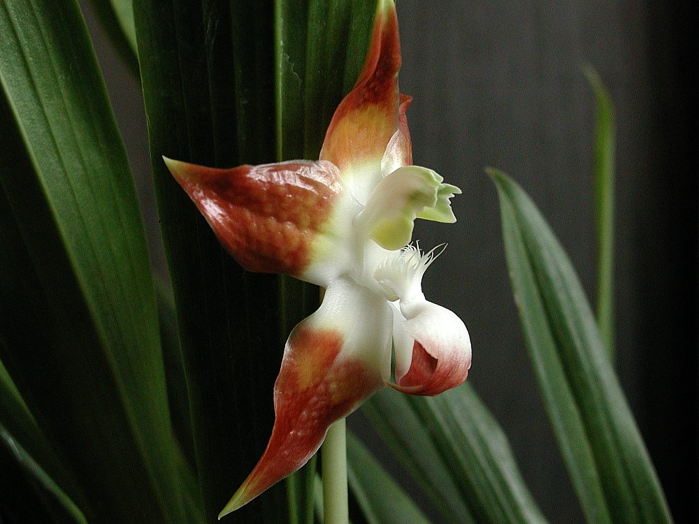 Huntleya meleagris